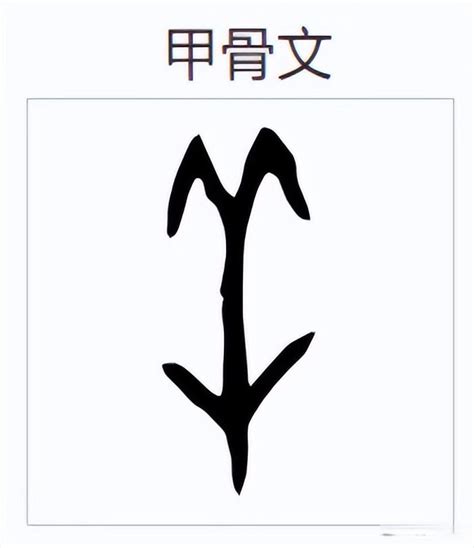 羊字旁的字|部首为“羊部”的字